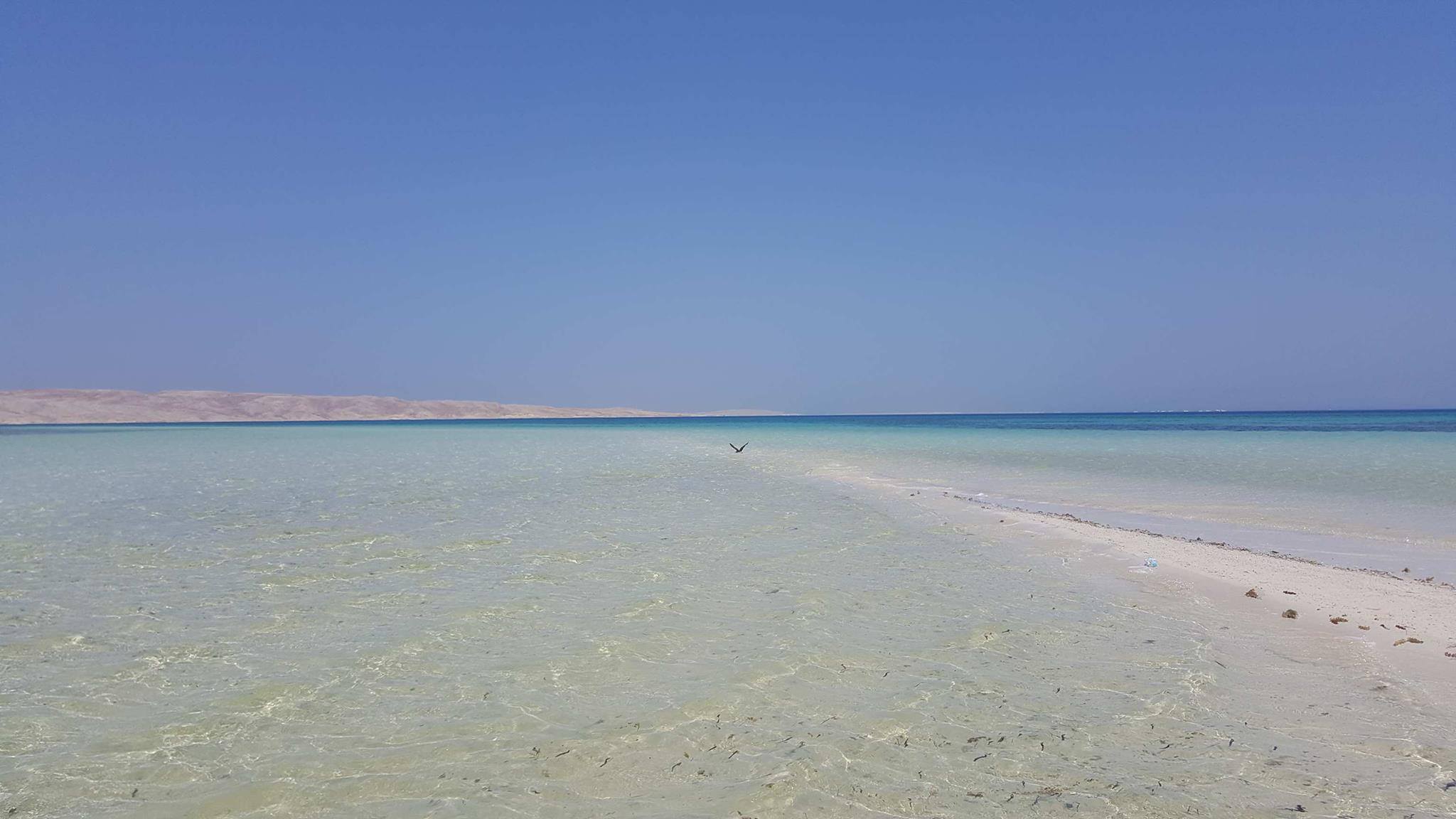 جزيرة ابو منقار