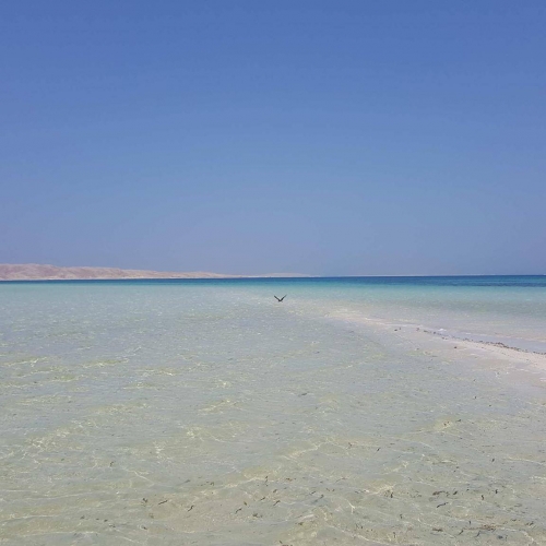 جزيرة ابو منقار